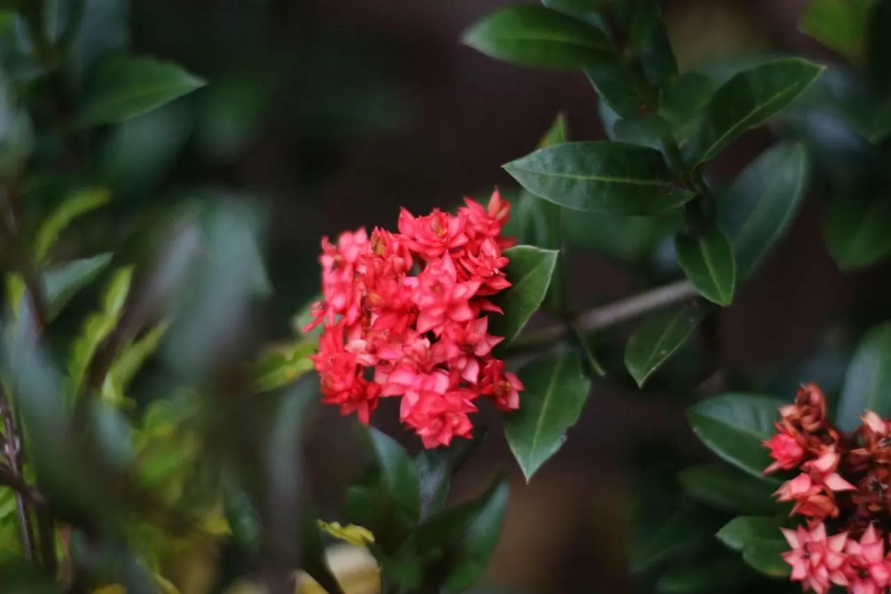 אובוד Aji Lodge Bungalow 2*,